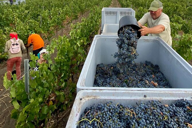 1 Day: Wine tasting tour to Milesti Mici and Cricova cellar from Moldova - Key points to know before booking