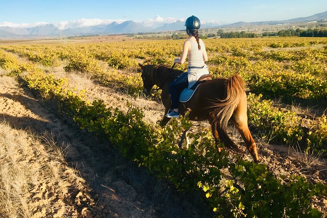 2 Hour Vineyard Trail Ride - Is $113 fair for about two and a half hours?