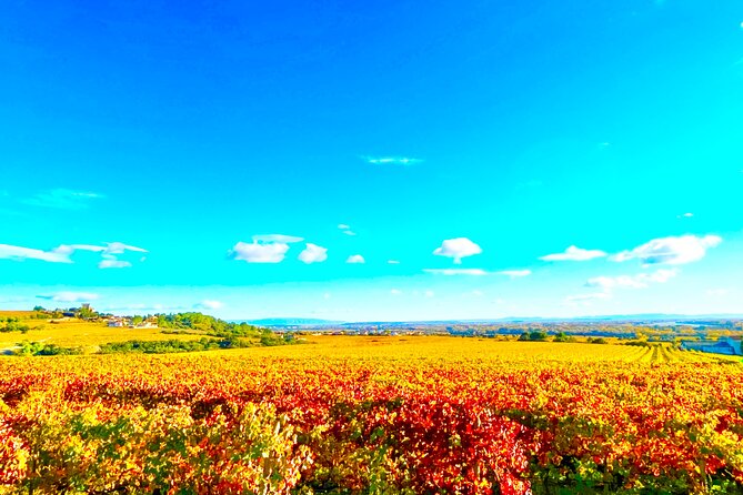 3 hours of Tour in the Wines of Châteauneuf-du-Pape - Estate two: a more modern blend