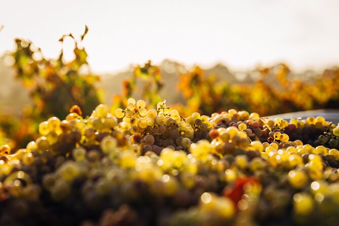 3 Wineries Private Tour in Stellenbosch, Paarl Tasting Included - What the private vehicle changes