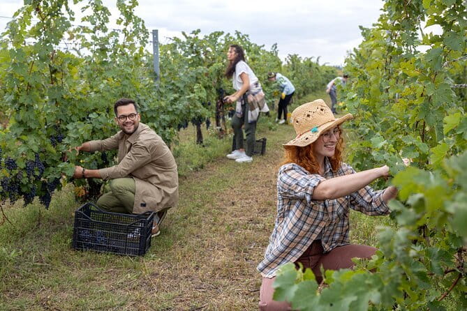 4 Wines & 2 Olive Oils Tasting in Chianti Winery with Tour - Two olive oils and six bruschette