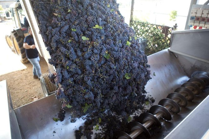 4 Wines Tasting with 2 Tuscan Cheeses & Tour at the winery - Four Tuscan wines, four points of comparison