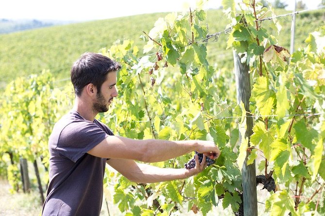 4 Wines Tasting with 2 Tuscan Cheeses & Tour at the winery - What makes the personal format worthwhile