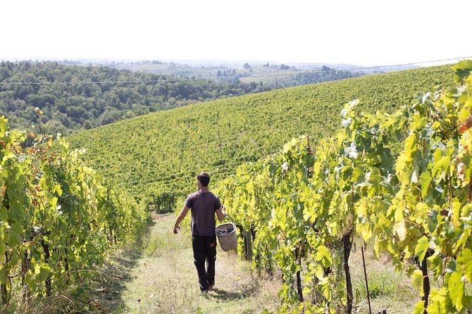 4 Wines Tasting with 2 Tuscan Cheeses & Tour at the winery - Who will enjoy this wine tasting most