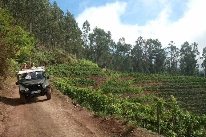 4x4 Safari Half day Poncha, Mountains, Vineyards and Cabo Girão Small group - Câmara de Lobos: a quick look at Madeira’s fishing coast