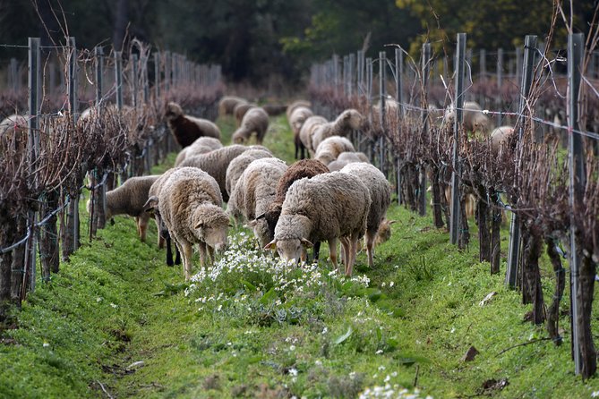 4x4 tour in a winery followed by a tasting - Should you book the Domaine de la Sanglière 4x4 tour?