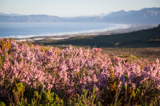 7-day Cape Town, Winelands, Garden Route and Addo National Park - What this seven-day route does well