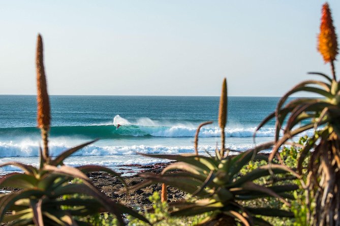 7 Day Garden Route to Addo, Cape Point and Winelands Combo tour - Tsitsikamma, Bloukrans and Knysna on day four