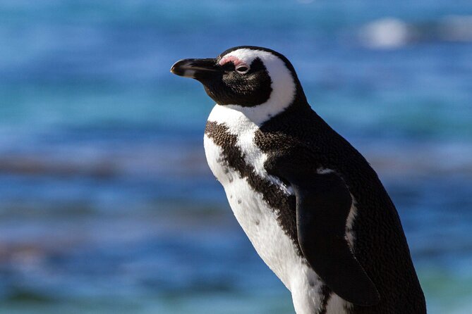 7 Day Garden Route to Addo, Cape Point and Winelands Combo tour - Route 62 and the Klein Karoo on day one