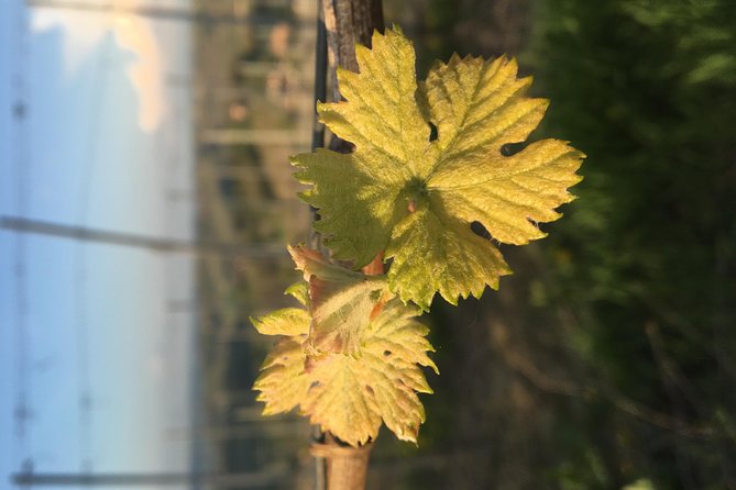 Abellonio Cascina Piccaluga - visit to the vineyards, to the wine tasting cellar - From Harvest to Fermentation in the Cellar