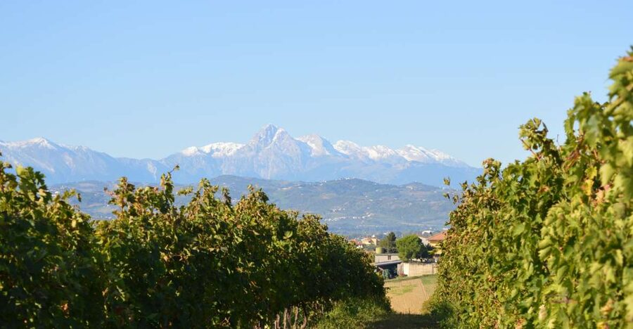 Abruzzo: Historic Cellar Wine Tour and Tasting - From vineyards and olive groves into the cellar