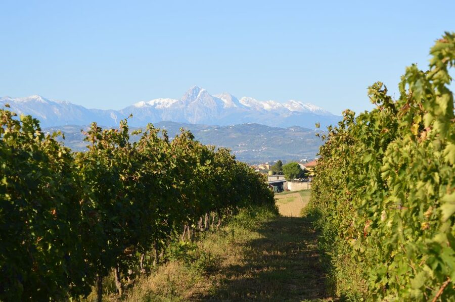 Abruzzo: Historic Cellar Wine Tour and Tasting - Olive oil, bruschetta, cheese, and local cold cuts