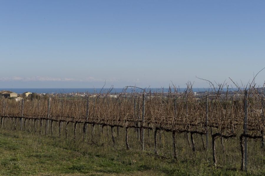 Abruzzo: Historic Cellar Wine Tour and Tasting - Small groups and the guide’s role