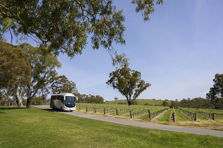 Adelaide: Small Group Tour of Barossa, Wineries with Lunch - Mengler Hill for the Barossa view