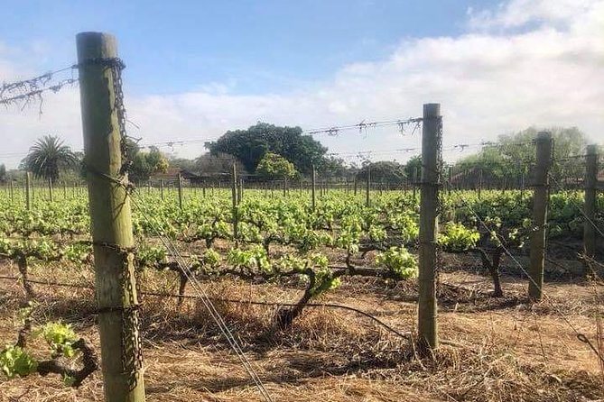 African Story Wine Tours in the Cape Winelands - Four wineries, three Cape Winelands regions