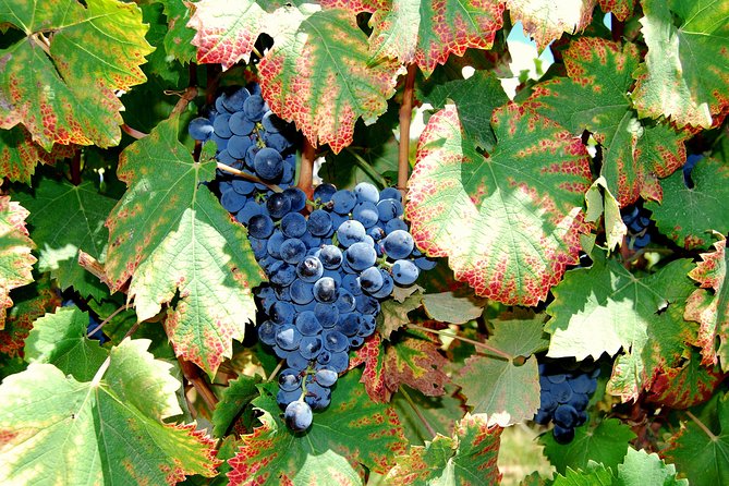 African Story Wine Tours in the Cape Winelands - Why the small group changes the experience