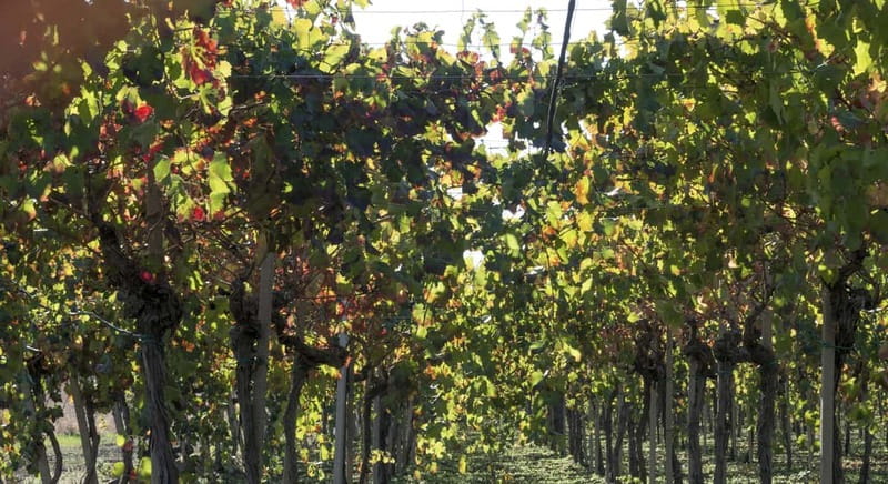 Agrigento: Vineyards and Wine Tasting Experience - Three wines served with a view of the estate