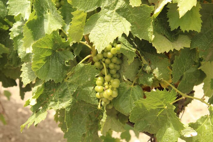 Agrigento: Wine tasting and walk in the vineyards. - Five wines, explained one glass at a time