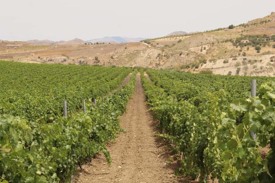 Agrigento: Wine tasting and walk in the vineyards. - The Sicilian table: caponata, cheese, and cunzato bread