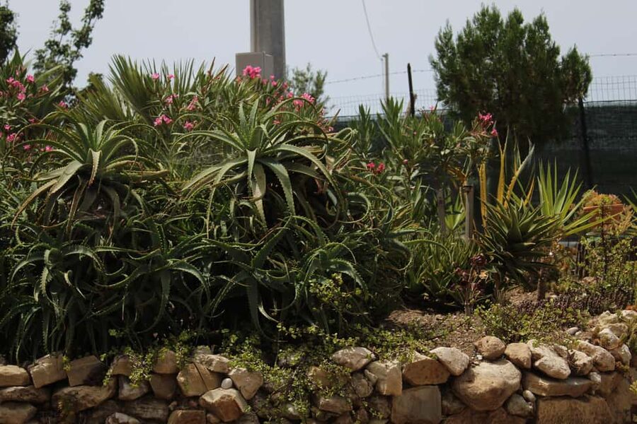 Agrigento: Wine tasting and walk in the vineyards. - Family stories make the estate feel personal