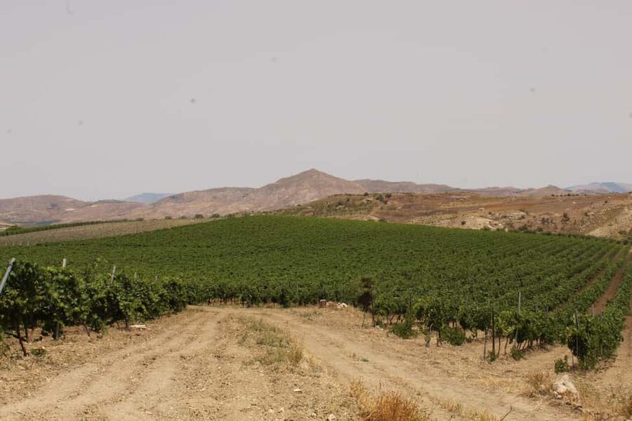 Agrigento: Wine tasting and walk in the vineyards. - Is $105 per person a fair price?