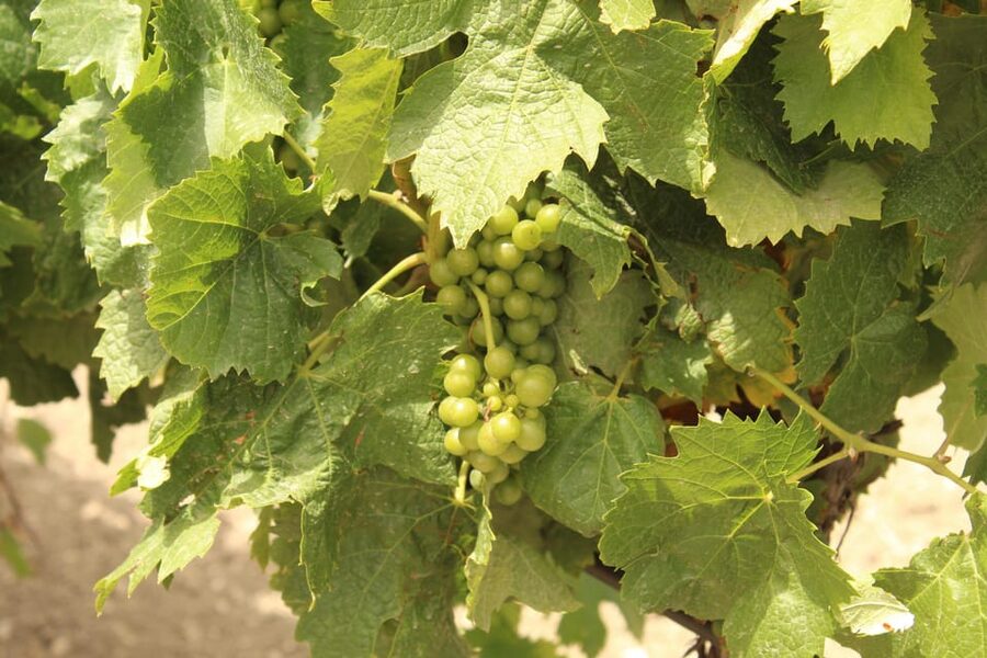 Agrigento: Wine tasting and walk in the vineyards. - Who will enjoy this experience most?