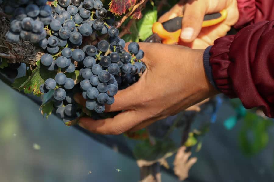 Aguascalientes: Magical Town and Winery Tour - A short tunnel with a real sense of place