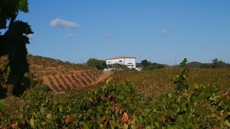 Albufeira, Olhão, Faro: Visit a vineyard, Free time in Silves - Key points at a glance