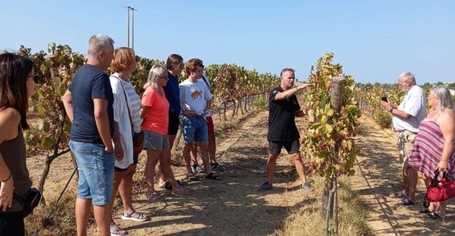 Albufeira/Vilamoura: Winery Tour with Wine Tasting and Tapas - Key points at a glance