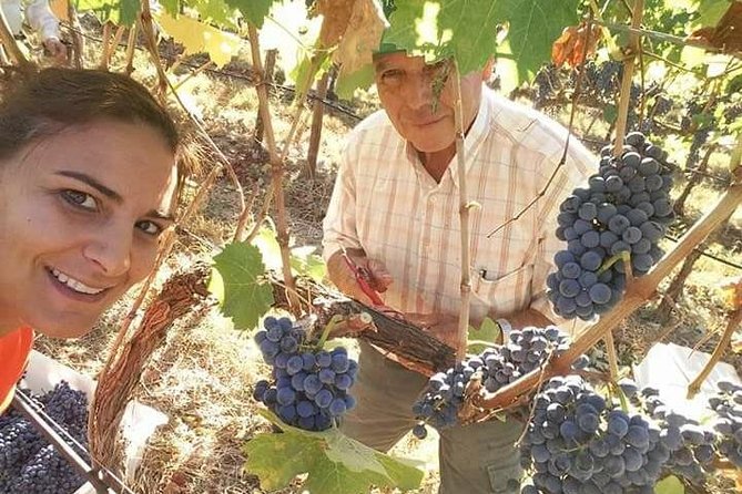 Albufeira Wine Tour: 2 Vineyards, 6 Tastings & Historic Silves - Key points to know before booking