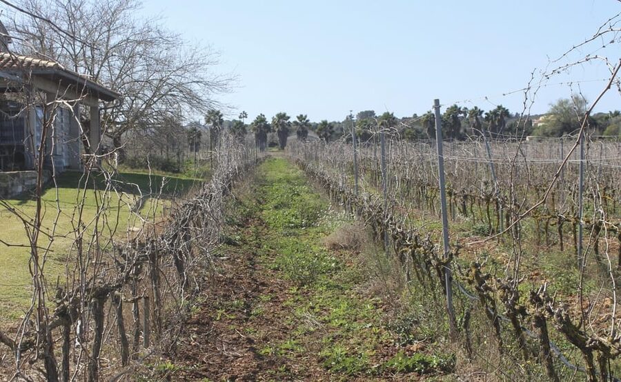 Alcúdia/Can Picafort: Guided Vineyard Visit and Wine Tasting - Walking the vines and reading Mallorca in the glass