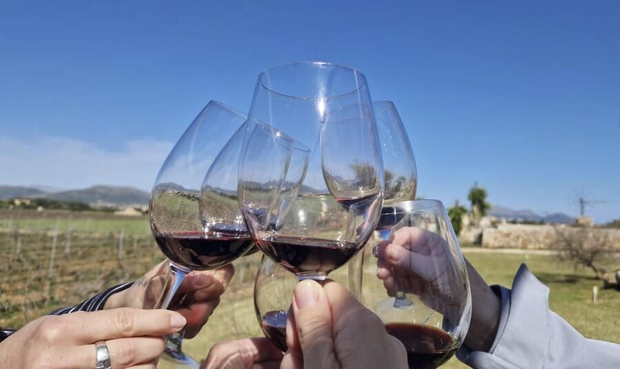 Alcúdia/Can Picafort: Guided Vineyard Visit and Wine Tasting - Meeting points in Alcúdia, Playa de Muro, and Can Picafort