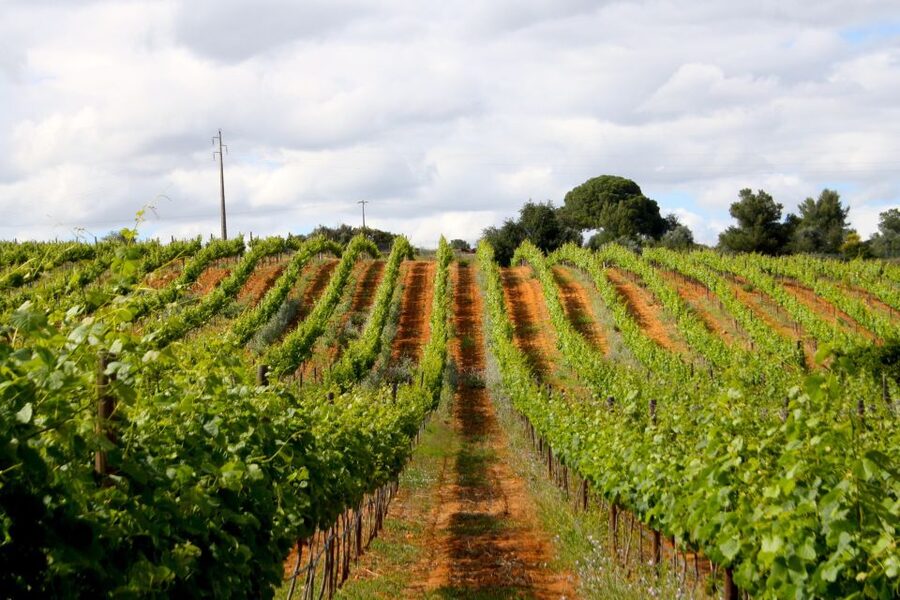 Algarve: 3 Types of Wine Tastings with Vineyard Views - Key points before you book
