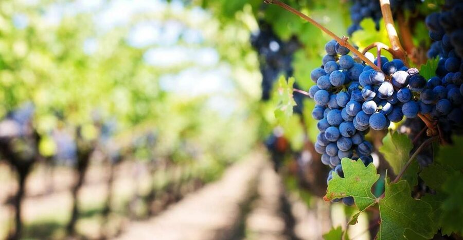 Algarve: Landscapes, Pottery, and Winery Tour - Key points to know before booking