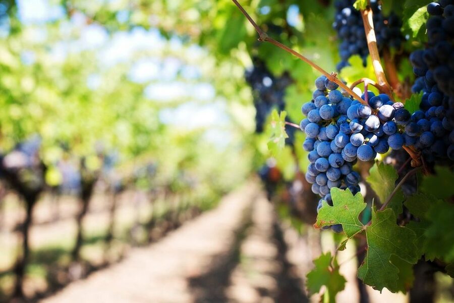 Algarve: Landscapes, Pottery, and Winery Tour - What $87 includes, and what it does not