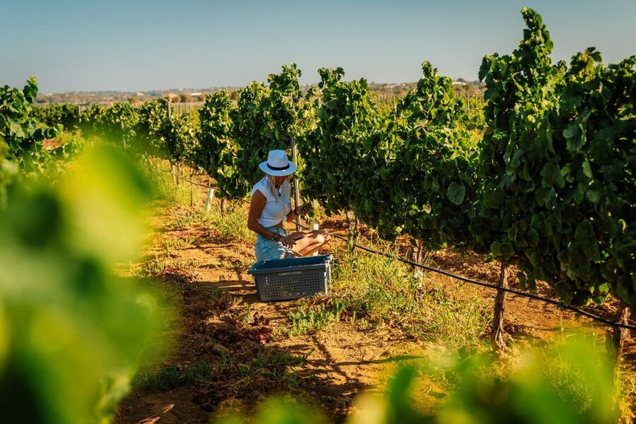 Algarve: Vineyard Tour & Premium Wine Tasting in Silves - Why this Silves wine visit is worth your time