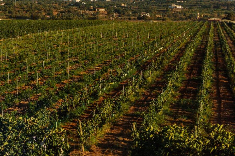 Algarve: Vineyard Tour & Premium Wine Tasting in Silves - Walking among the Algarve grapevines