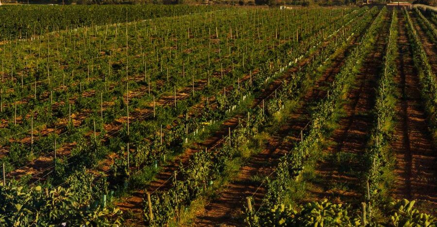 Algarve: Vineyard Tour & Premium Wine Tasting in Silves - What the reviews reveal about the guiding