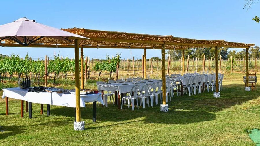 Alghero: lunch or dinner in the vineyard - Is $94 a fair price?