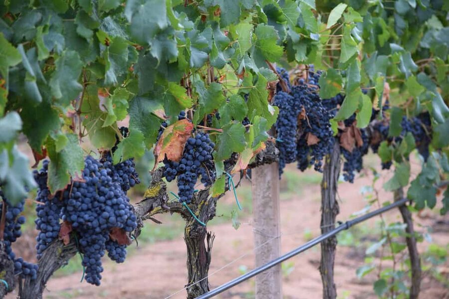 Alghero: Sunset Wine and Olive Oil Tour in Boutique Winery - Practical details that affect your choice