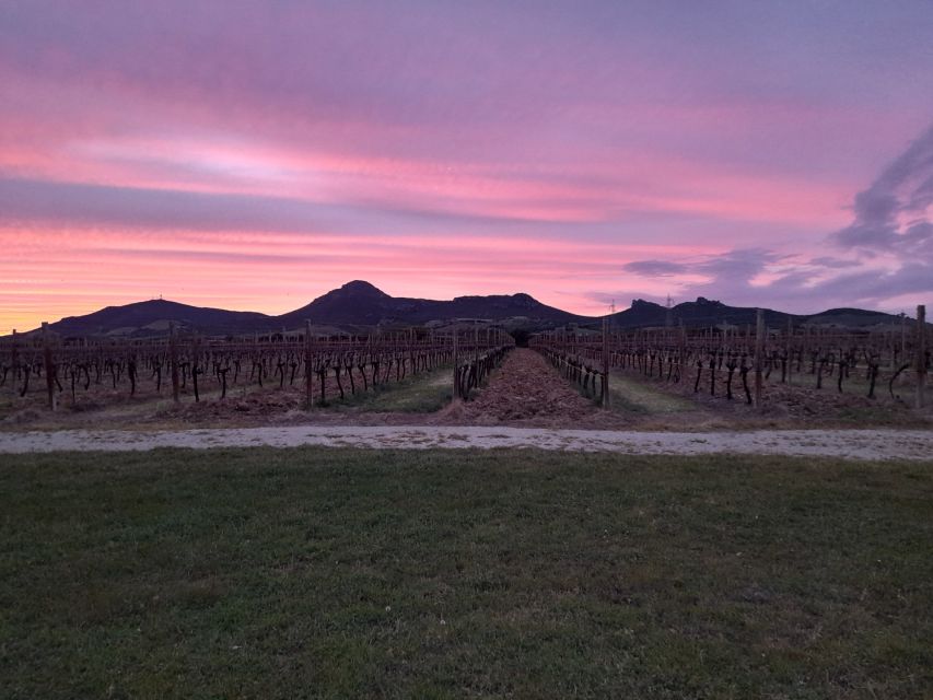 Alghero: wine tasting w/ local aperitif in the vineyard - Key points to know before booking