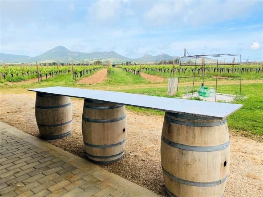 Alghero: wine tasting w/ local aperitif in the vineyard - A family vineyard outside Alghero
