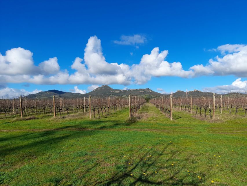 Alghero: wine tasting w/ local aperitif in the vineyard - What the $61 price includes