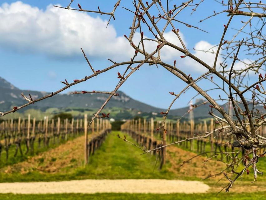 Alghero: wine tasting w/ local aperitif in the vineyard - A few limits to keep in mind