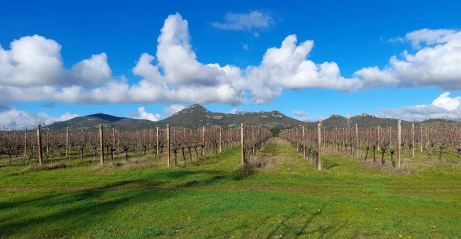 Alghero: wine tasting w/ local aperitif in the vineyard - What happens during the 90 minutes