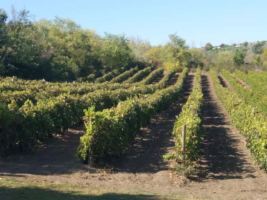 Alicante: Family Winery of Three Generations (4 testings) - Getting there from Alicante and Elche