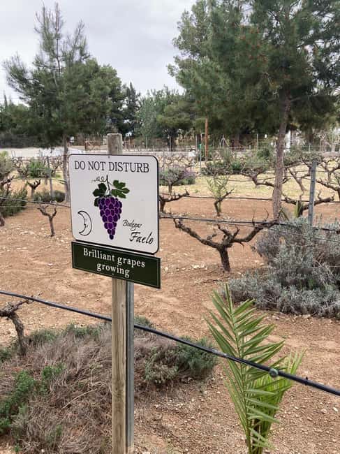 Alicante/Santa Pola -Best winery tour with tasting - Key points at a glance
