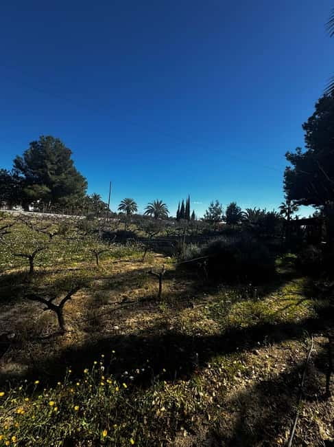 Alicante; Wine Tour, Wineries, Food and Transfer included - Is $77 a fair price?