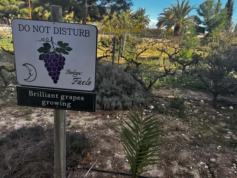 Alicante; Wine Tour, Wineries, Food and Transfer included - The ride from Alicante takes about 45 minutes