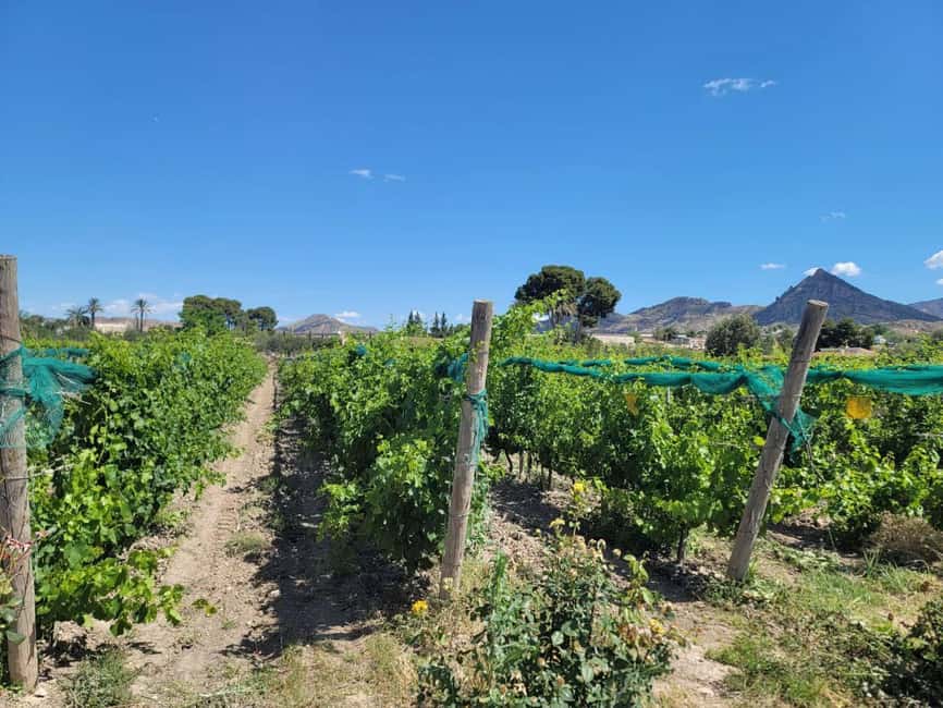 Alicante:Winery Tour+ Wine Tasting + Old castle - Three glasses, tapas, and time to choose a bottle